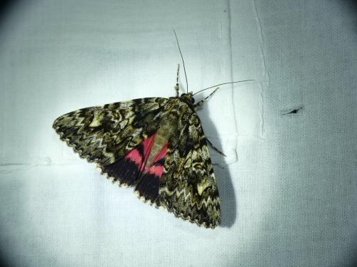 Catocala promissa
